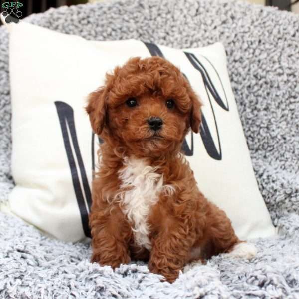 Gemma, Cavapoo Puppy