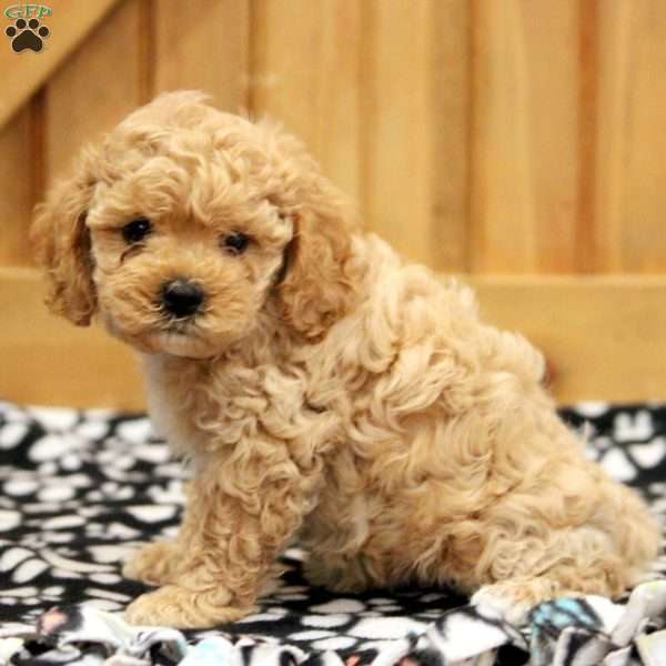 General, Toy Poodle Mix Puppy