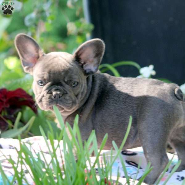 Geneva, French Bulldog Puppy