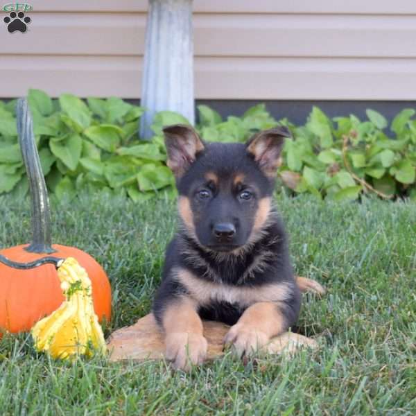 Geo, German Shepherd Puppy