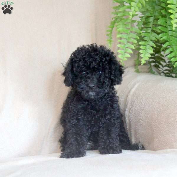 George, Toy Poodle Puppy