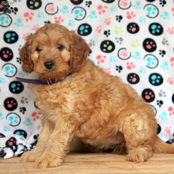 Gia, Mini Goldendoodle Puppy