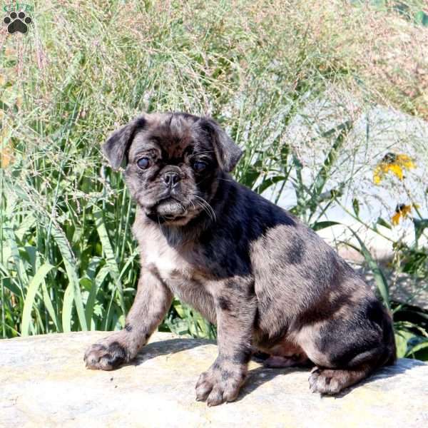 Gibson, Pug Puppy