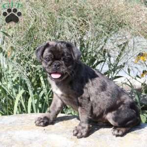 Gibson, Pug Puppy