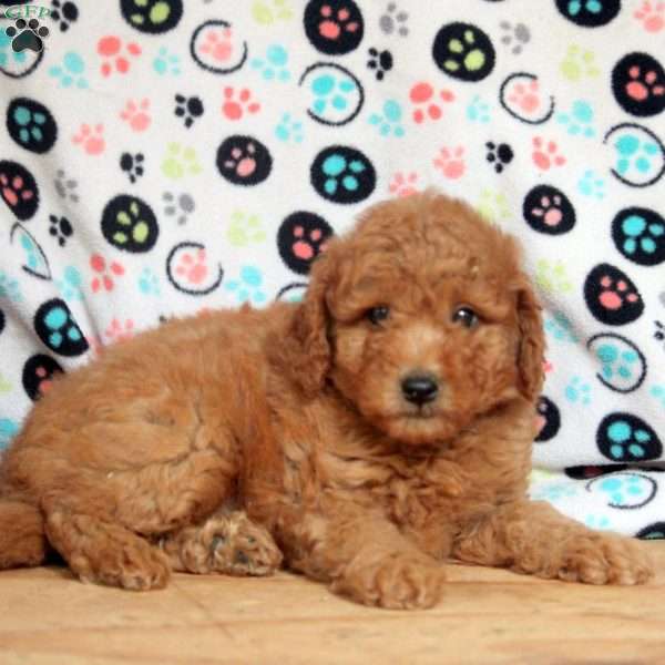 Gideon, Mini Goldendoodle Puppy