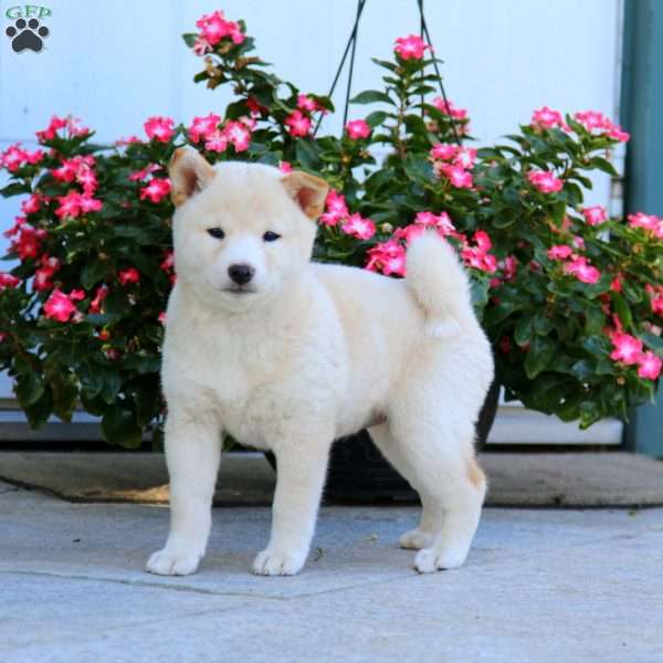 Gigi, Shiba Inu Puppy