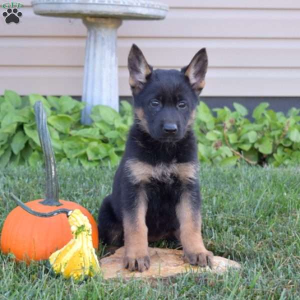 Ginger, German Shepherd Puppy