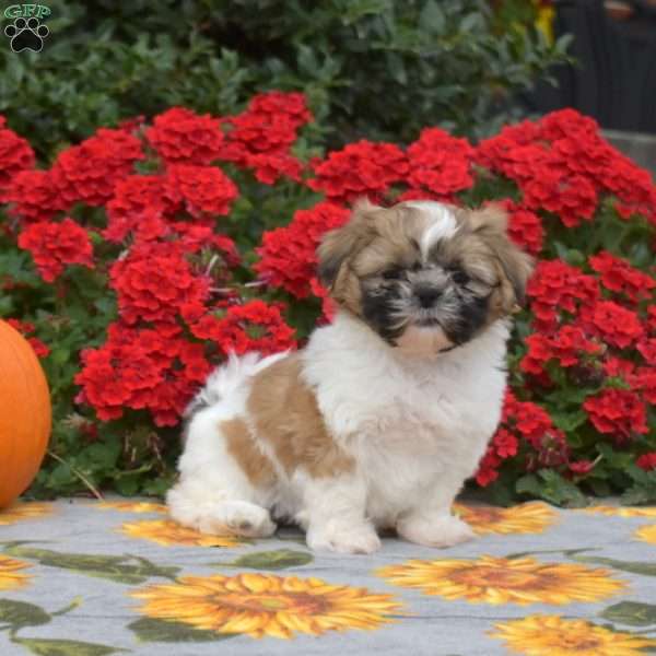 Ginger, Shih Tzu Puppy