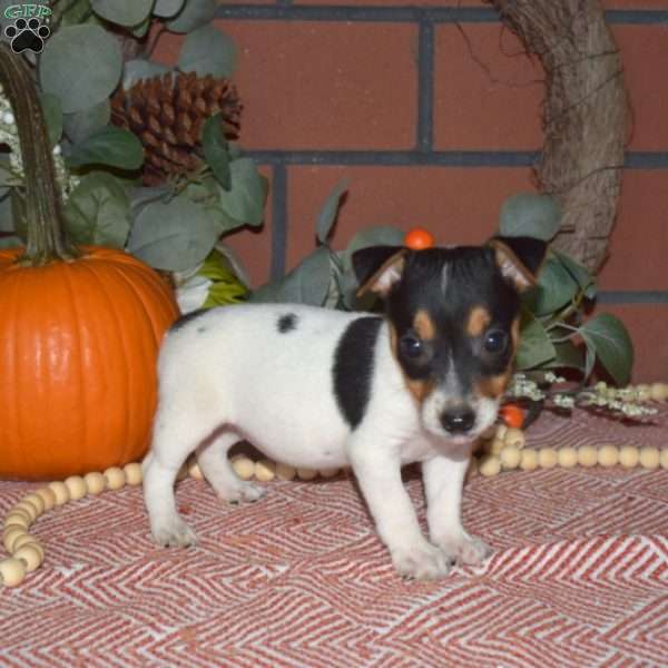 Ginger, Jack Russell Terrier Puppy