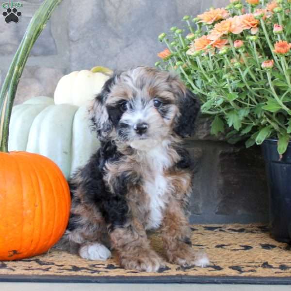 Ginger, Cockapoo Puppy