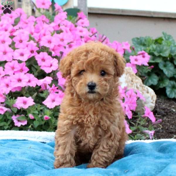 Gio, Toy Poodle Puppy