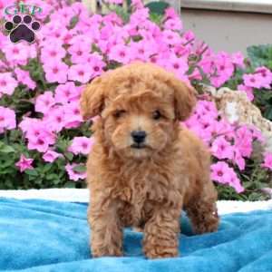 Gio, Toy Poodle Puppy