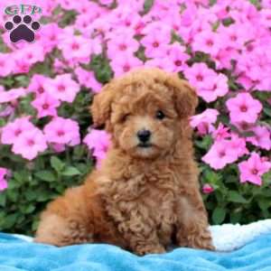 Gio, Toy Poodle Puppy