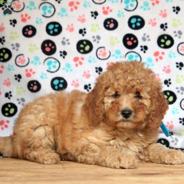 Giselle, Mini Goldendoodle Puppy