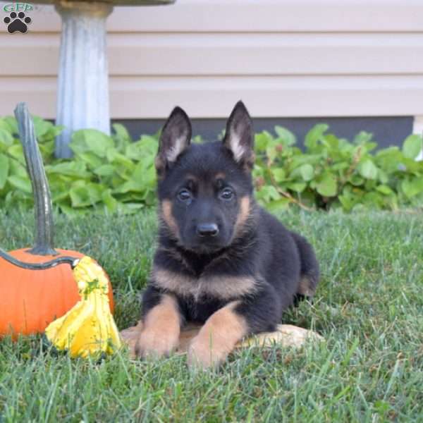 Gizmo, German Shepherd Puppy