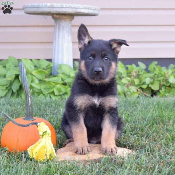 Glacier, German Shepherd Puppy