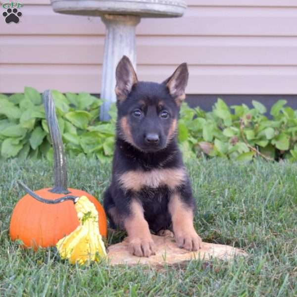 Glimmer, German Shepherd Puppy