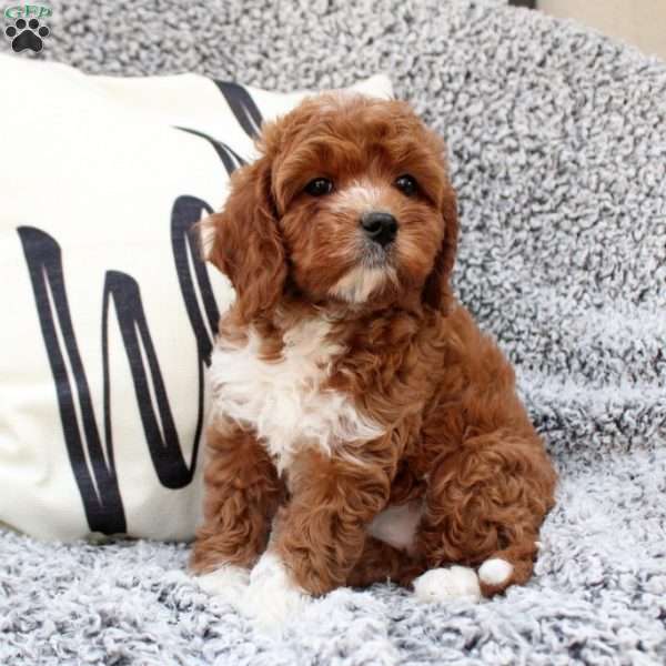 Gloria, Cavapoo Puppy