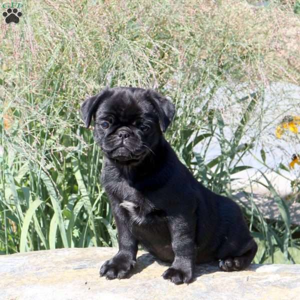 Glory, Pug Puppy