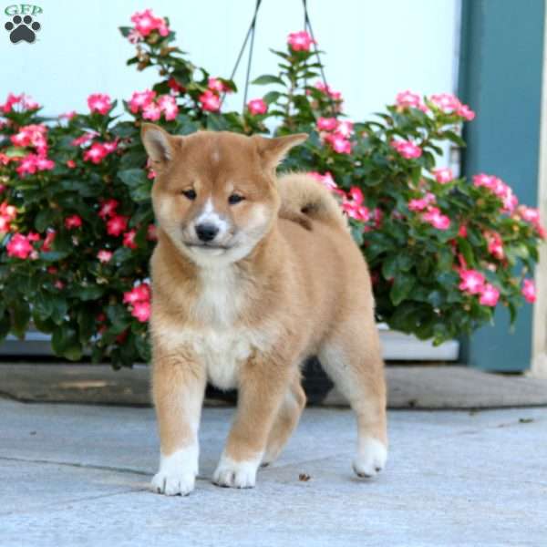 Goldie, Shiba Inu Puppy