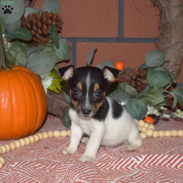 Gourd, Jack Russell Terrier Puppy