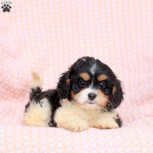 Grace, Cavapoo Puppy