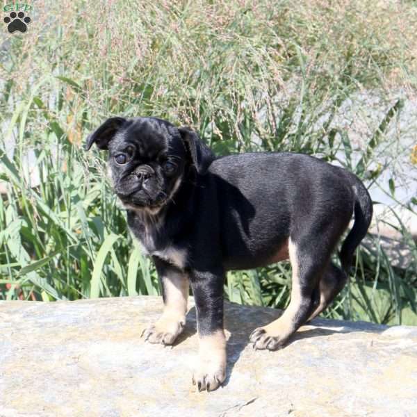 Grace, Pug Puppy