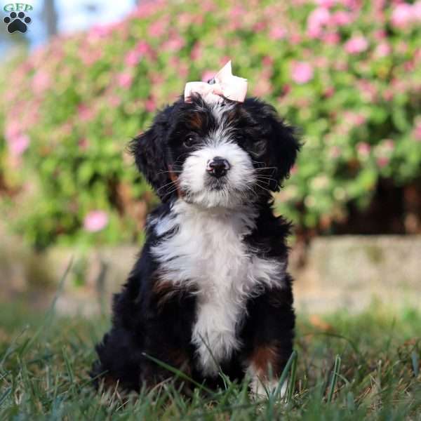 Grace, Mini Bernedoodle Puppy