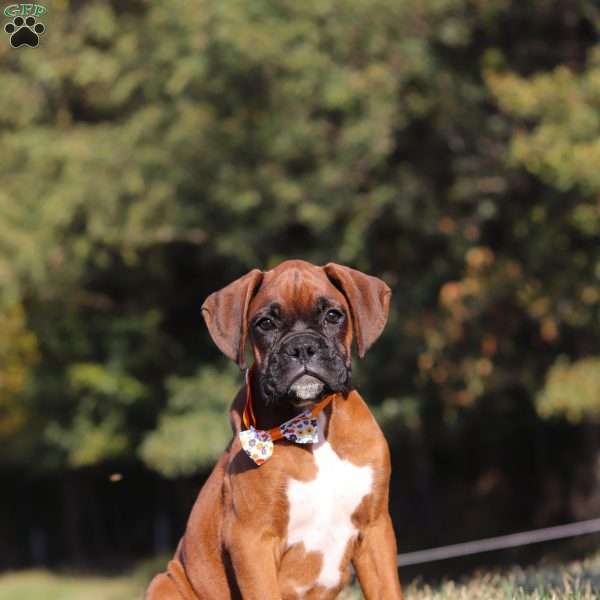 Graham, Boxer Puppy