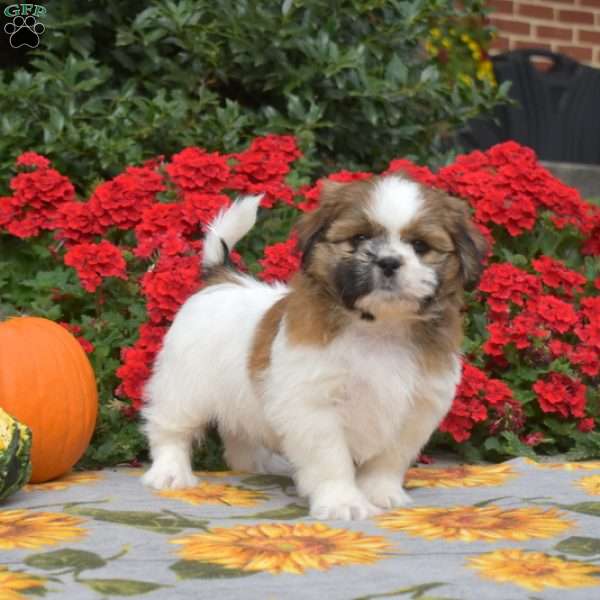 Graham, Shih Tzu Puppy