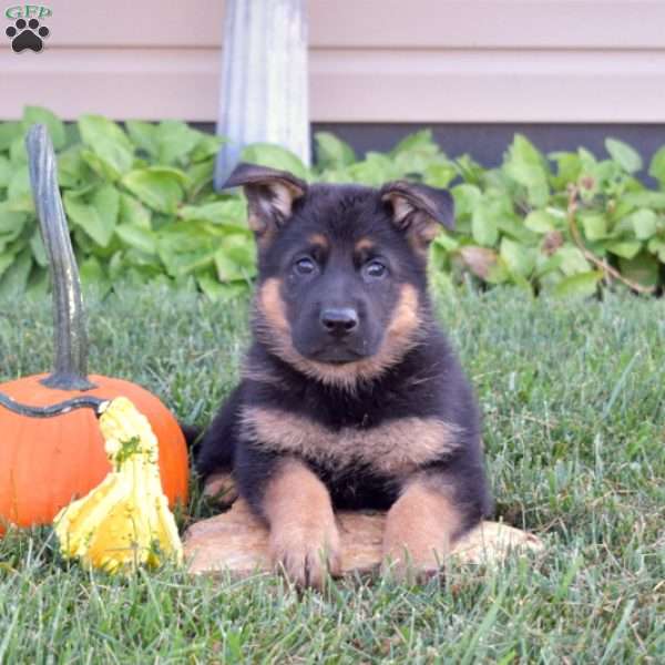 Graham, German Shepherd Puppy