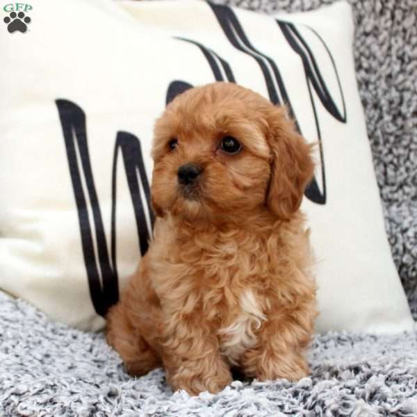 Graham, Cavapoo Puppy