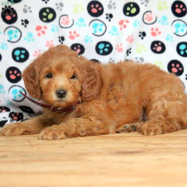 Grant, Mini Goldendoodle Puppy