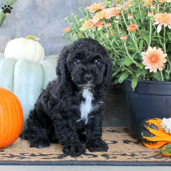 Grayson, Cockapoo Puppy