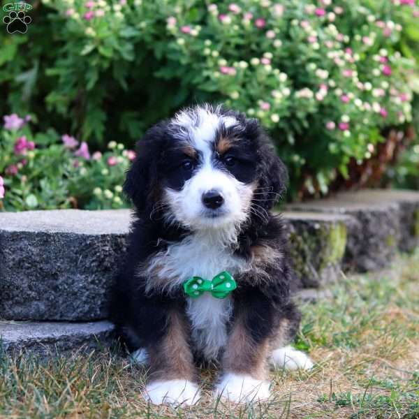 Grayson, Mini Bernedoodle Puppy