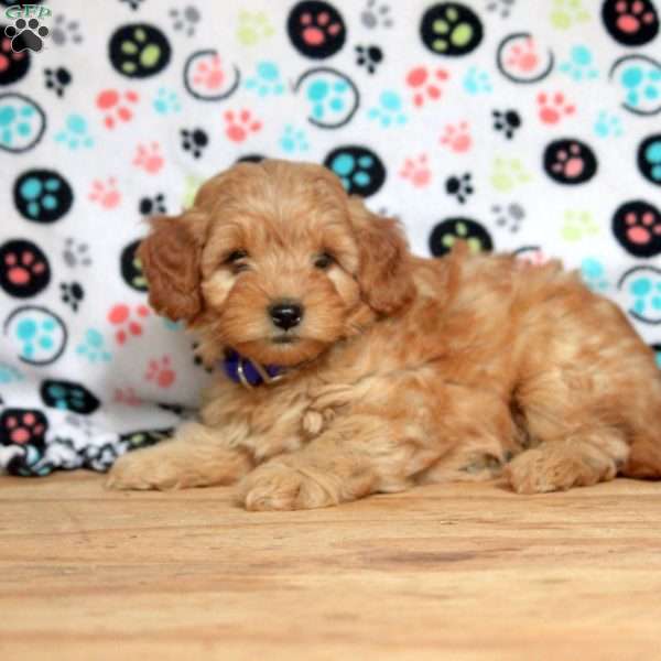 Greg, Mini Goldendoodle Puppy