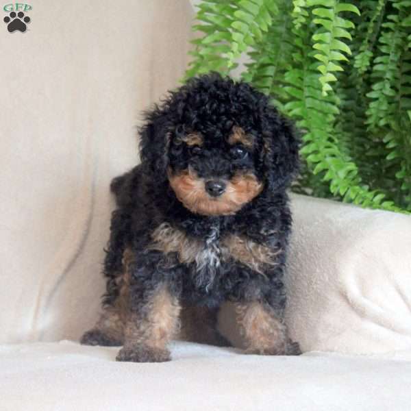 Greg, Toy Poodle Puppy