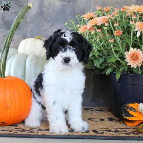 Gunner, Cockapoo Puppy