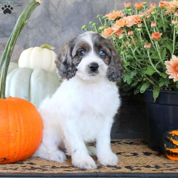 Gus, Cockapoo Puppy