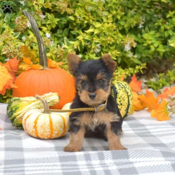 Gus, Yorkie Puppy