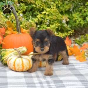 Gus, Yorkie Puppy