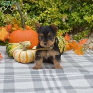 Gus, Yorkie Puppy