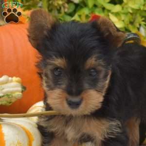 Gus, Yorkie Puppy