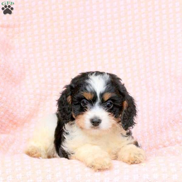 Gwen, Cavapoo Puppy