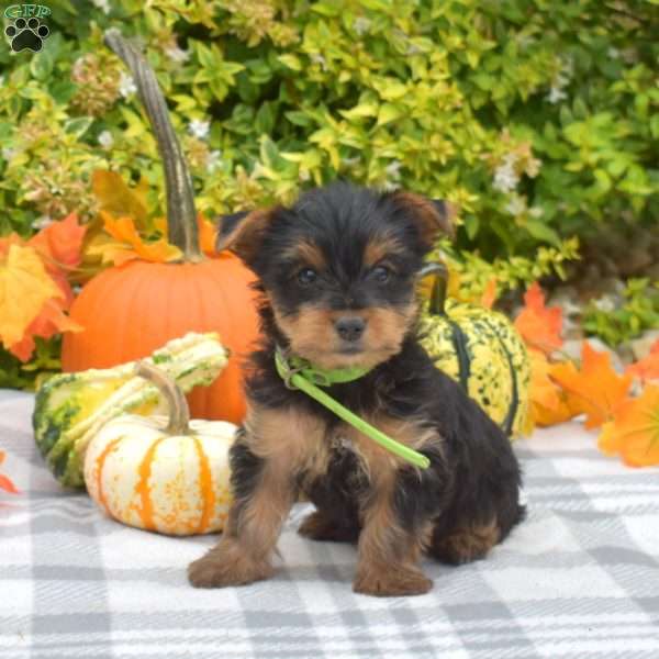 Gypsy, Yorkie Puppy