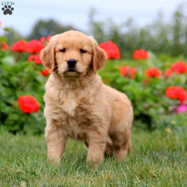 Hailey, Golden Retriever Puppy