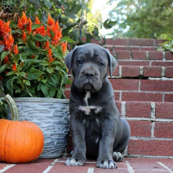 Hailey, Cane Corso Puppy