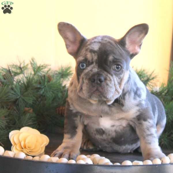 Hala, French Bulldog Puppy