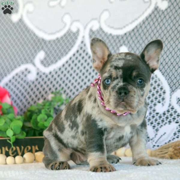 Hala, French Bulldog Puppy