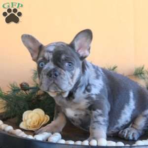 Hala, French Bulldog Puppy